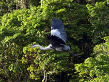 Ecuador-Amazon-La Selva Jungle Lodge